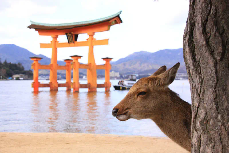 宮島嚴島神社的鳥居與鹿